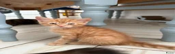Mixed Breed cats for sale: 3 Playful & Sociable Ginger Kittens   - Advert 2