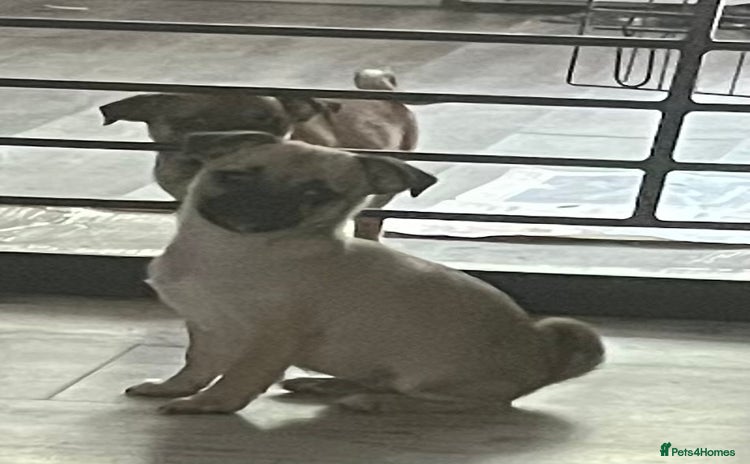 Mixed Breed dogs - Advert 16