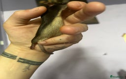 Mouse rodents for sale: Little Mices  - Image 13
