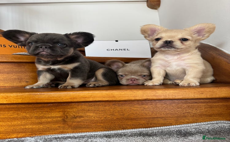 French Bulldog dogs - Advert 5