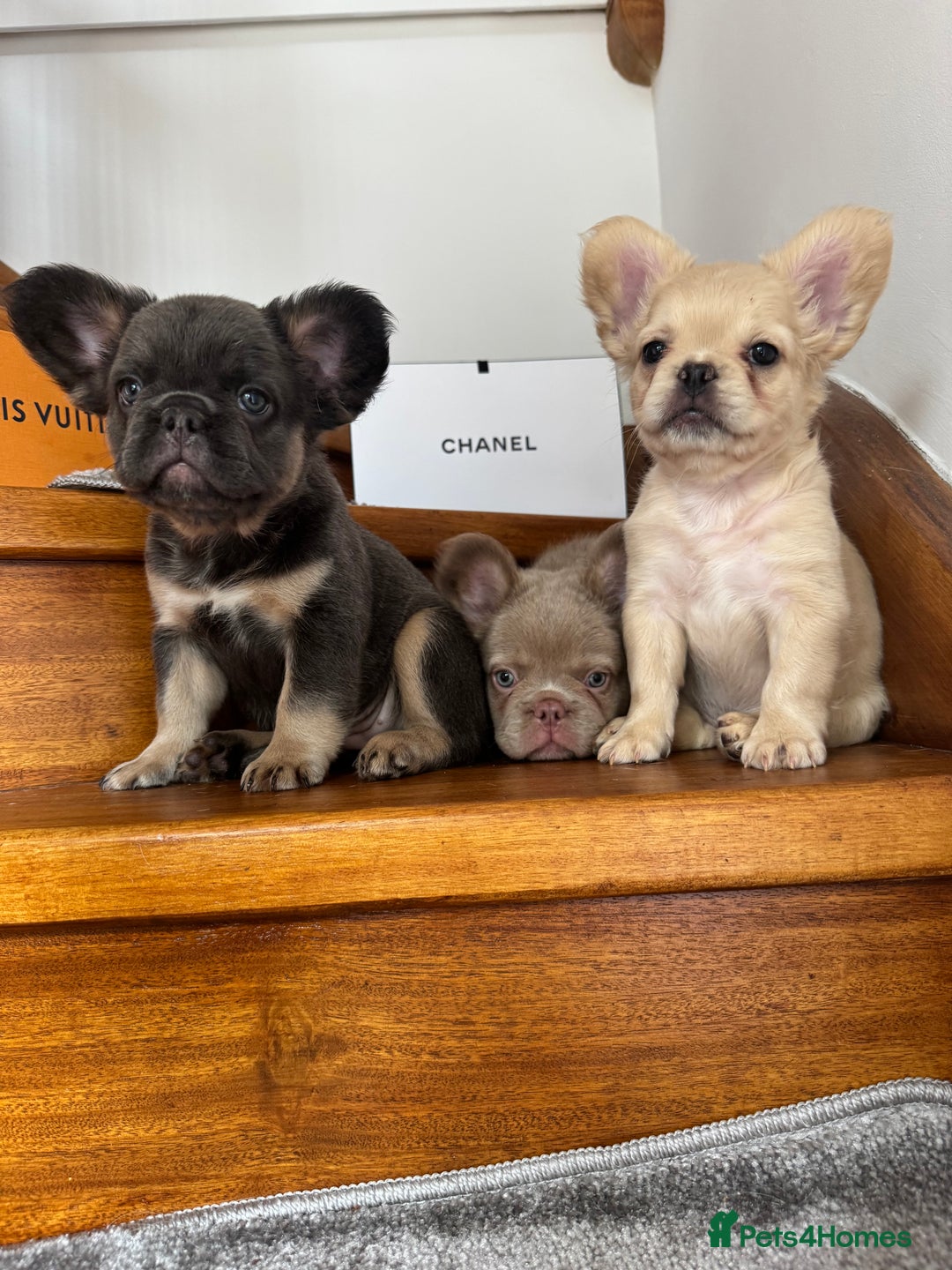 French Bulldog dogs for sale: Quality French bulldog puppies  - Image 2