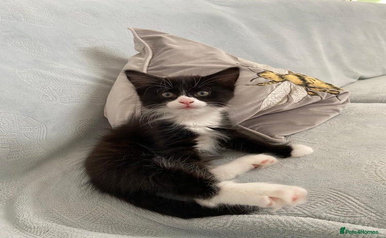 Mixed Breed cats - Advert 4