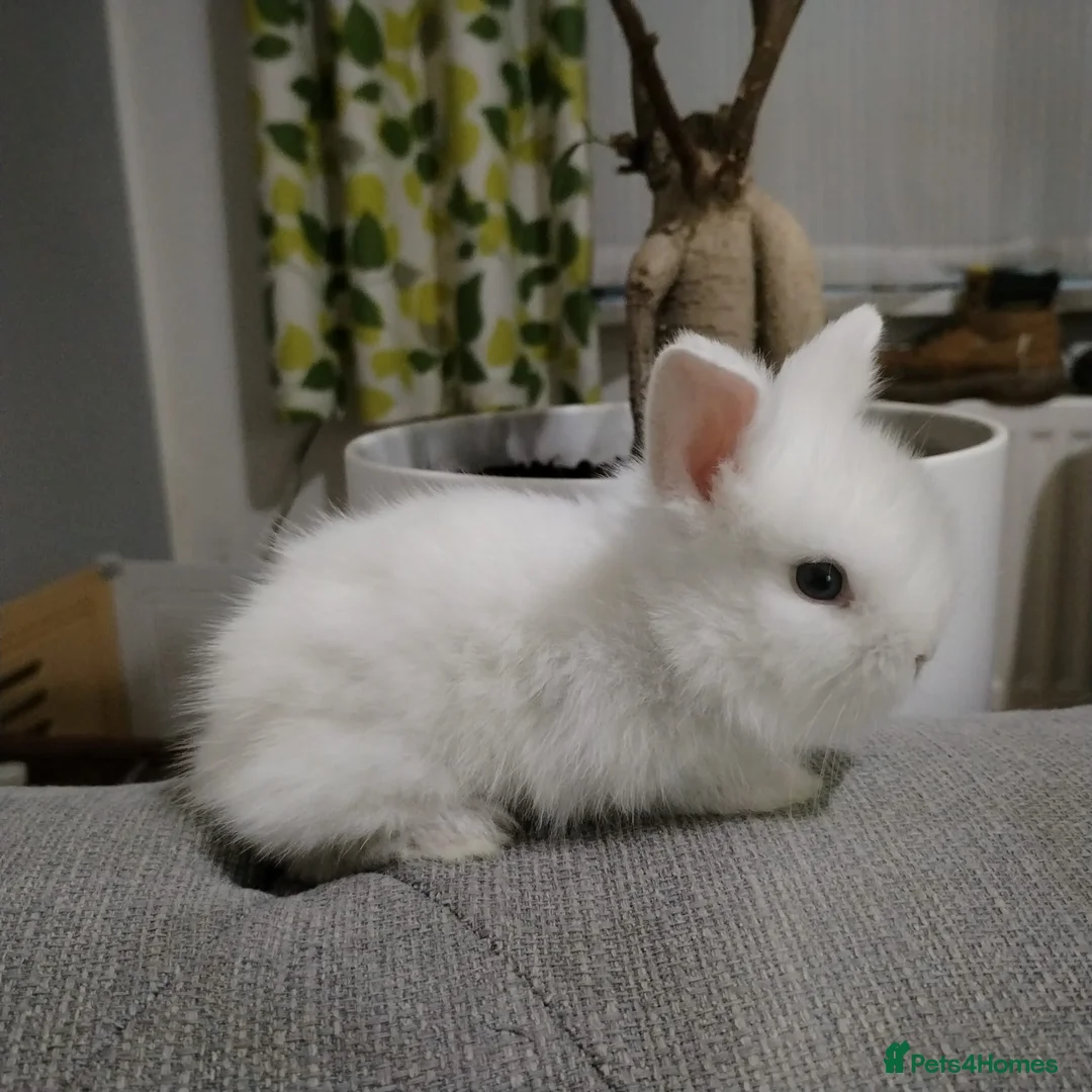 Lionhead rabbits for sale: Pure Breed Fluffy Double Mained LionHead Kits - Advert 4