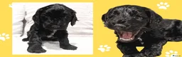 Cockapoo dogs for sale: Girl F1B Cockapoo Puppy - Advert 7
