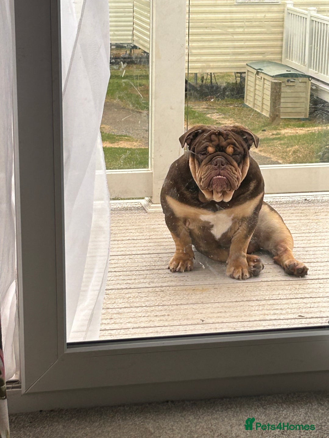 English Bulldog dogs for stud: Sons of king nemesis & epic bully (darling) in Southampton - Advert 16