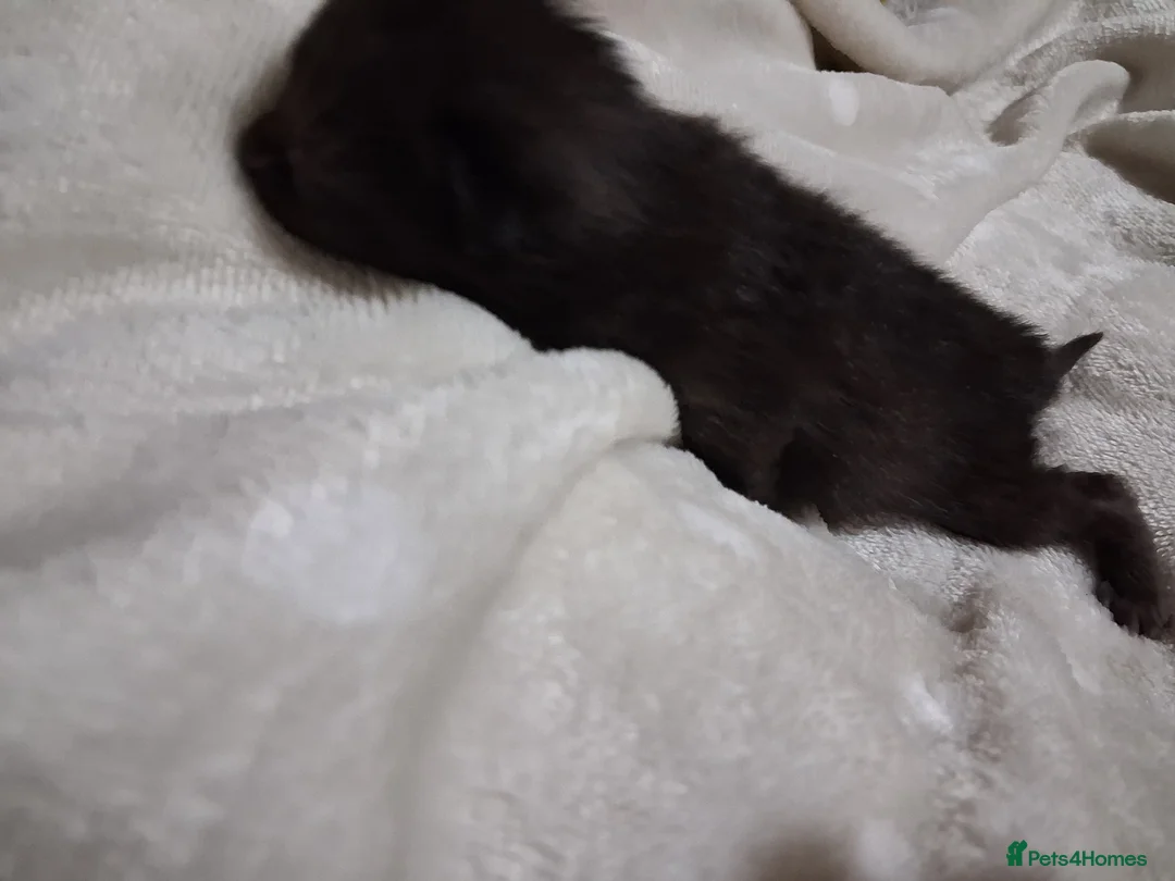 Mixed Breed cats for sale: Mixed kittens for sale  - Advert 11