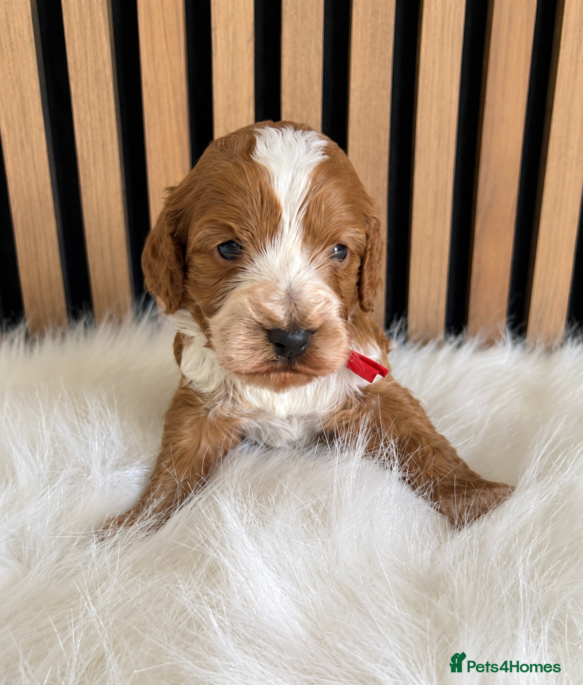 Cockapoo dogs ♦️🐾 F1 Cockapoo Puppies •  Pedigree •DNA Tested✅  - Advert 4