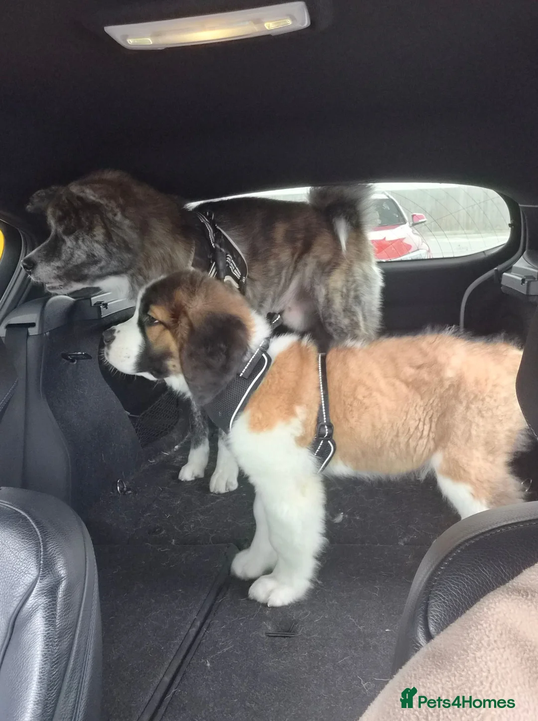 Saint Bernard dogs for sale: Saint Bernard Puppy in Catterick Garrison - Advert 3