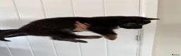 German Shepherd dogs for sale: Fully kc German Shepherd puppies  - Advert 14