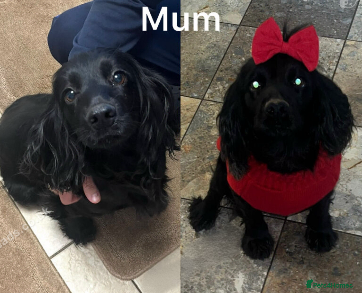 Mixed Breed dogs Cocker x terrier puppies for sale - Advert 3