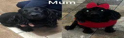 Mixed Breed dogs for sale: Cocker x terrier puppies for sale - Advert 1