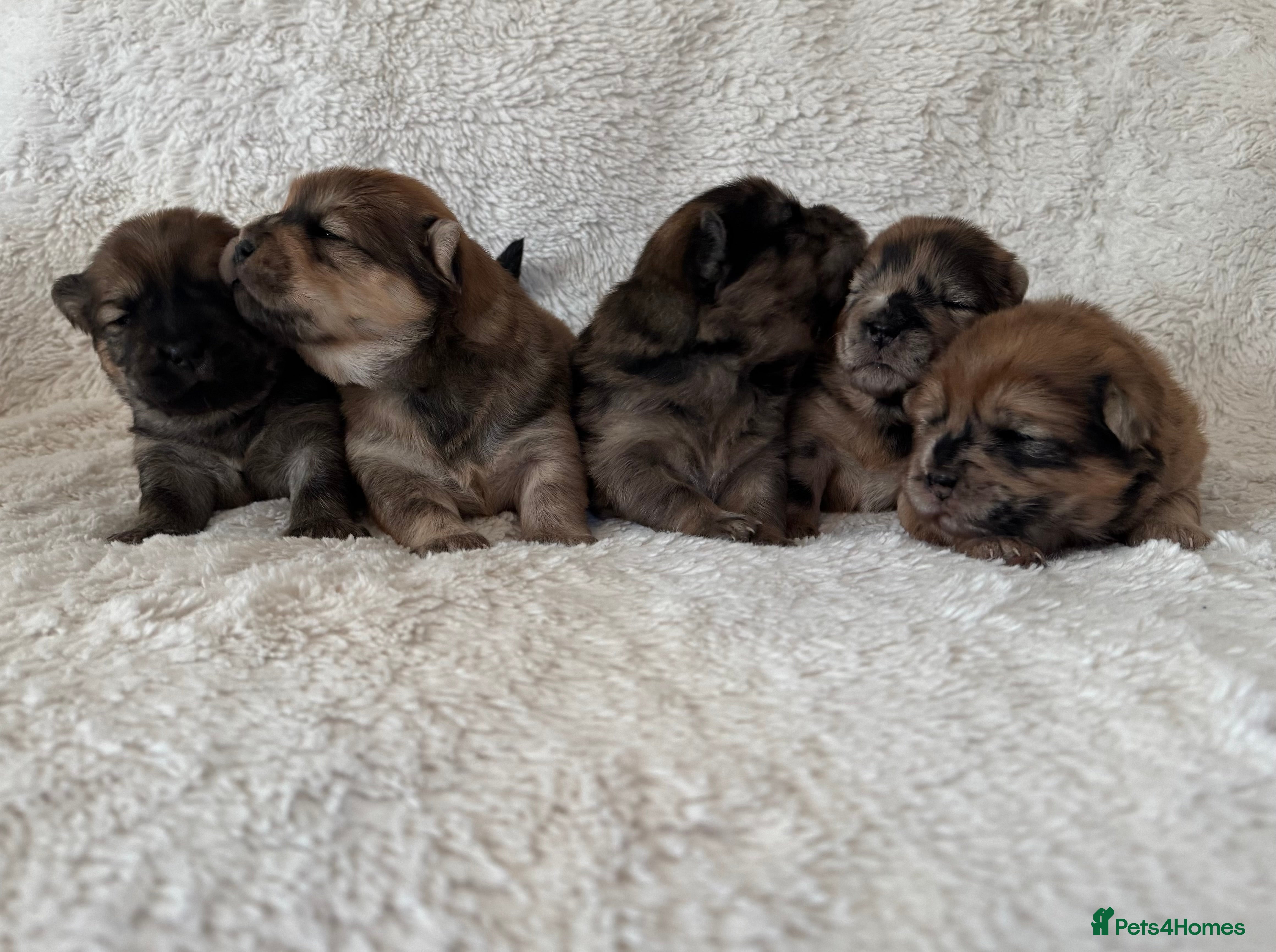 Chow Chow dogs 5 beautiful Chowchow puppies  - Advert 4