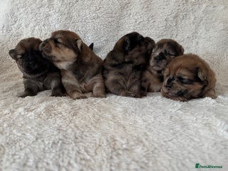 Chow Chow dogs 5 beautiful Chowchow puppies - Advert 4