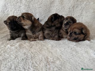 Chow Chow dogs 5 beautiful Chowchow puppies - Advert 16