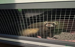 Ferret rodents for sale: 2 female ferrets for sale  - Advert 5