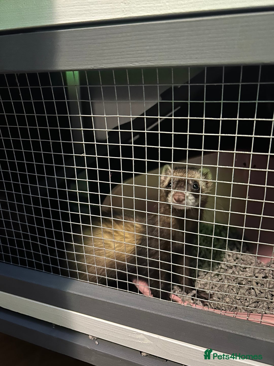 Ferret rodents for sale: 2 female ferrets for sale  - Advert 5