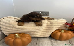 Miniature Dachshund dogs for sale: Beautiful miniature dachshund puppies  - Image 28
