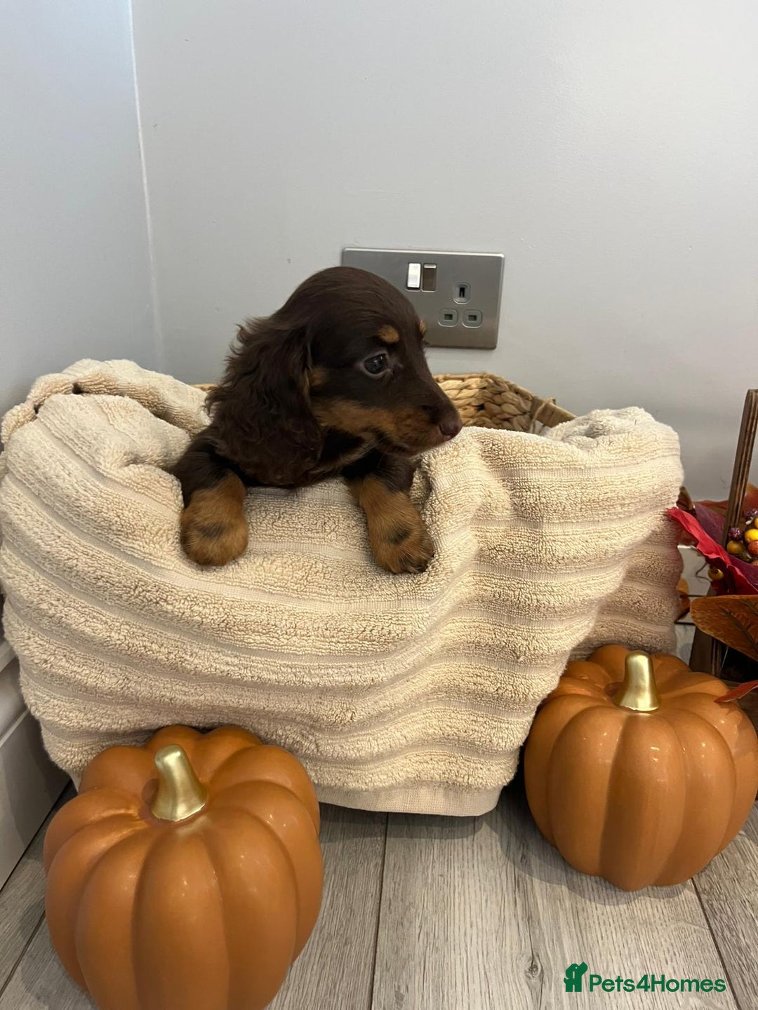 Miniature Dachshund dogs for sale: Beautiful miniature dachshund puppies  - Image 28
