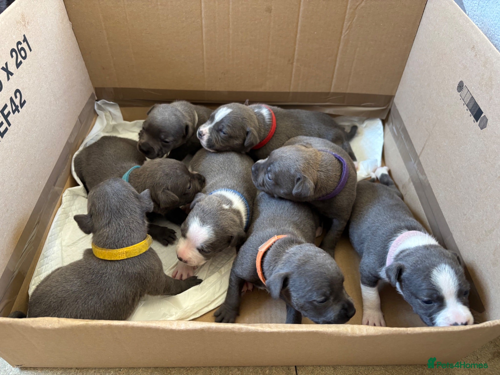 Staffordshire Bull Terrier dogs Staffordshire Bull Terrier puppies x5 - Advert 12