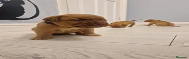 Dogue De Bordeaux 3