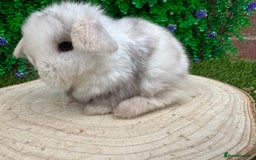Mini Lop rabbits for sale: Stunning mini lops - Image 8