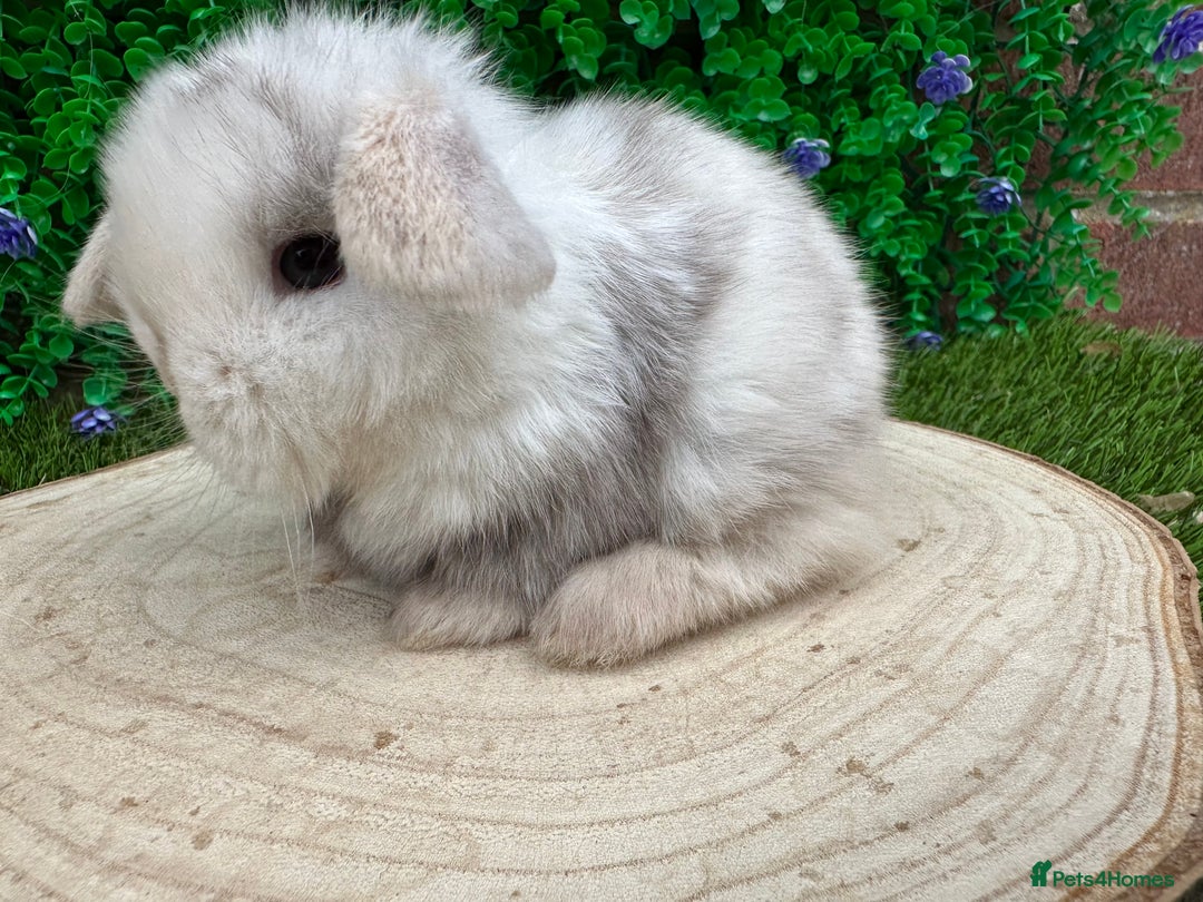 Mini Lop rabbits for sale: Stunning mini lops - Image 8
