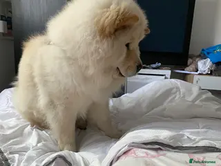 Chow Chow dogs Chow chow girl - Advert 8