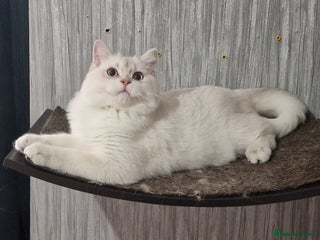 British Shorthair cats - Advert 8