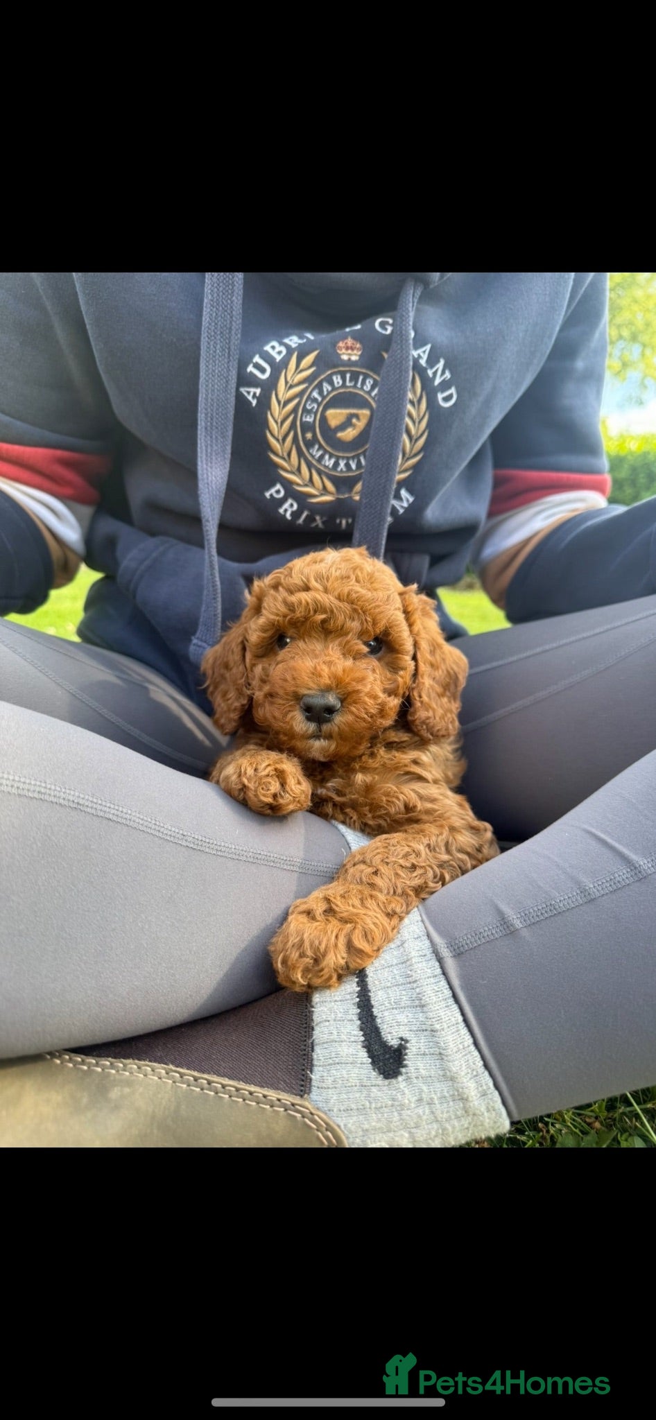 Miniature Poodle dogs KC Registered Deep Red Miniature Poodle Puppies - Advert 6