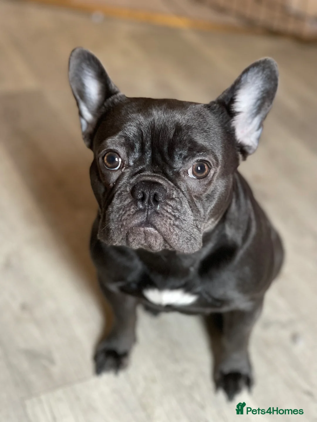 French Bulldog dogs for sale: French bulldog puppies 2 left ‼️ in Didcot - Advert 1