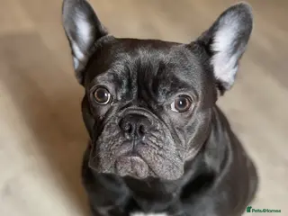 French Bulldog dogs French bulldog puppies 2 left ‼️ - Advert 1