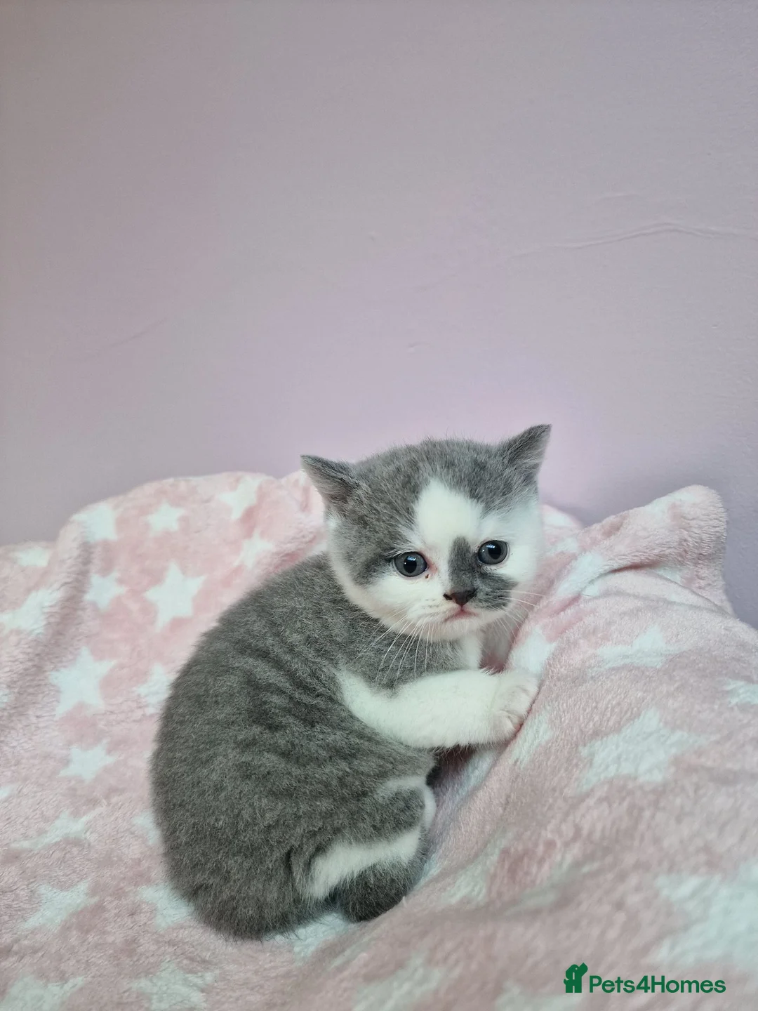 British Shorthair cats for sale: Pedigree British Shorthairs ONLY ONE REMAINING  - Advert 13