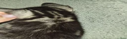 Mixed Breed cats for sale: Rare White & 3 Tabby Kittens (2m 2f) Ready 14 July in Glasgow - Advert 6