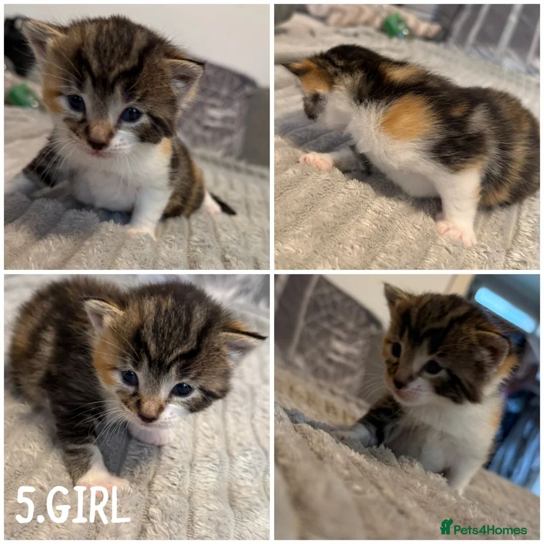 Mixed Breed cats for sale: 5 KITTENS  - Advert 7