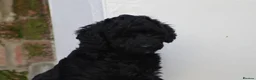 Cockapoo dogs for sale: Beautiful Cockapoo puppies for sale  - Advert 5