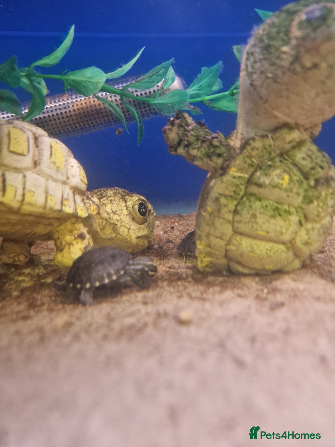 Turtle reptiles for sale: Baby Turtles Available..Musk, Map, Cooter, Reeves  - Advert 4