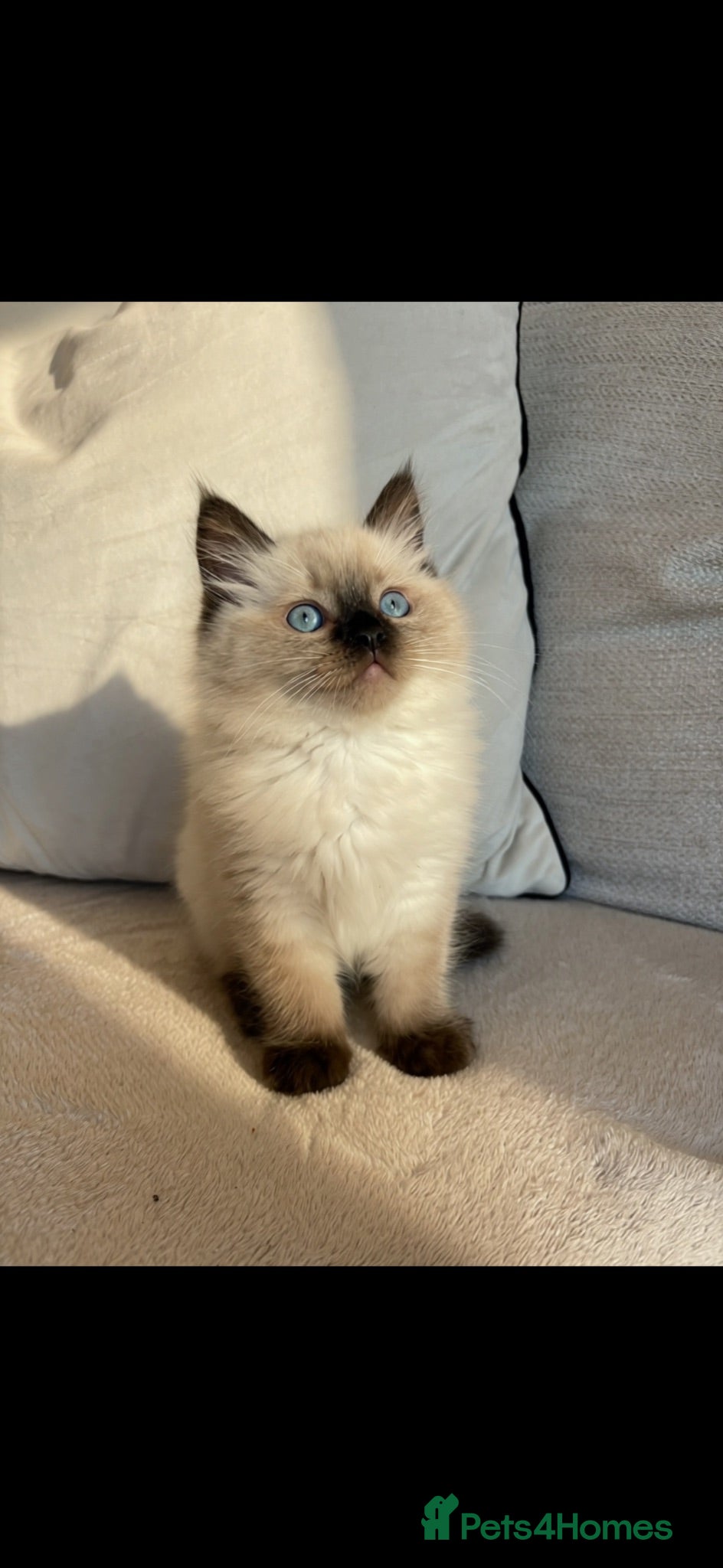 Ragdoll cats Stunning seal point ragdoll kittens  - Advert 2