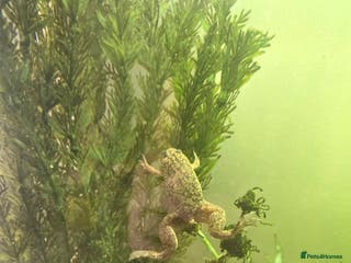Frog reptiles 2 gorgeous fish tank frogs and a fish cleaner - Advert 9