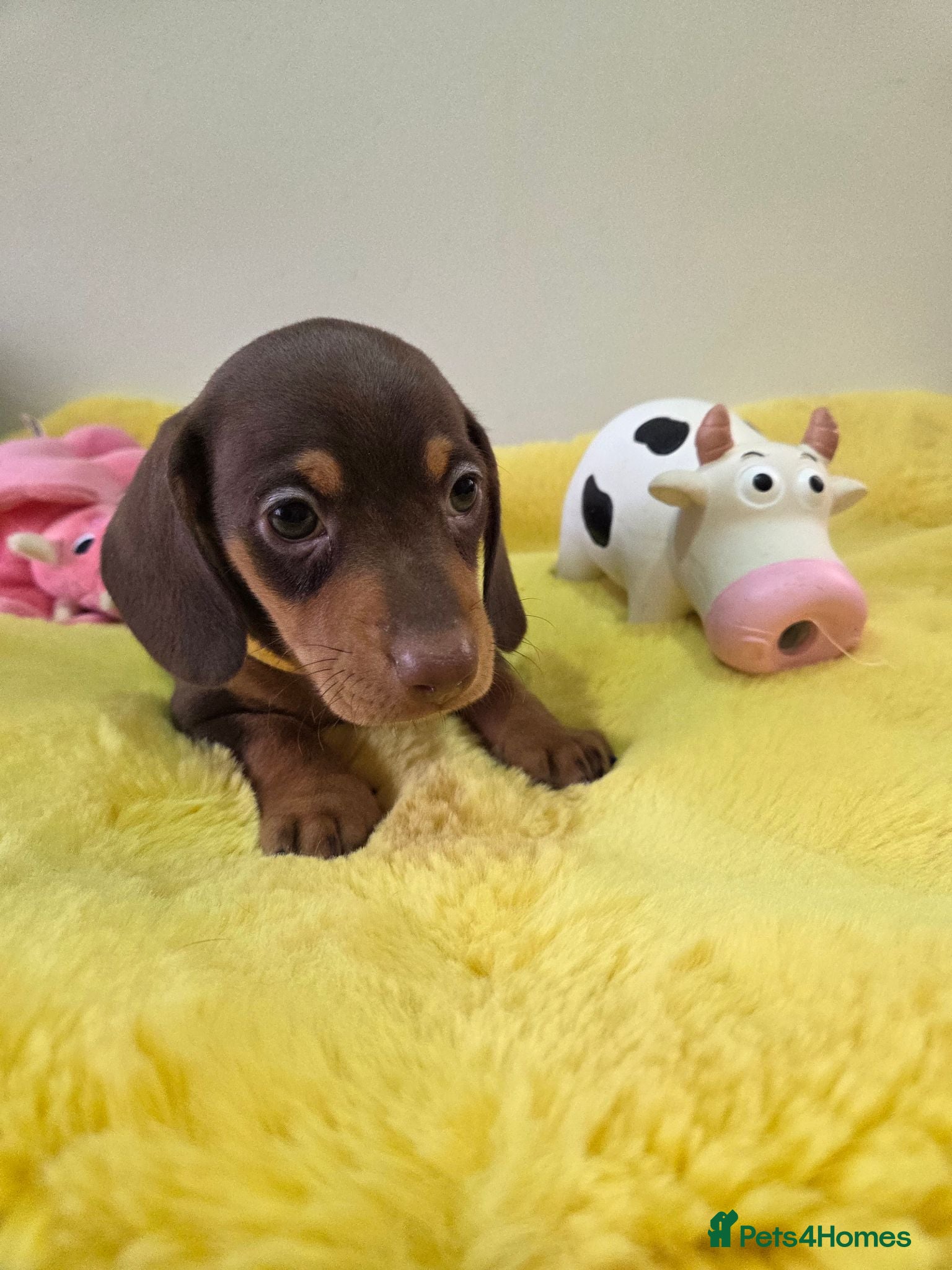 Miniature Dachshund dogs Kc registered Miniature Dachshund  - Advert 1