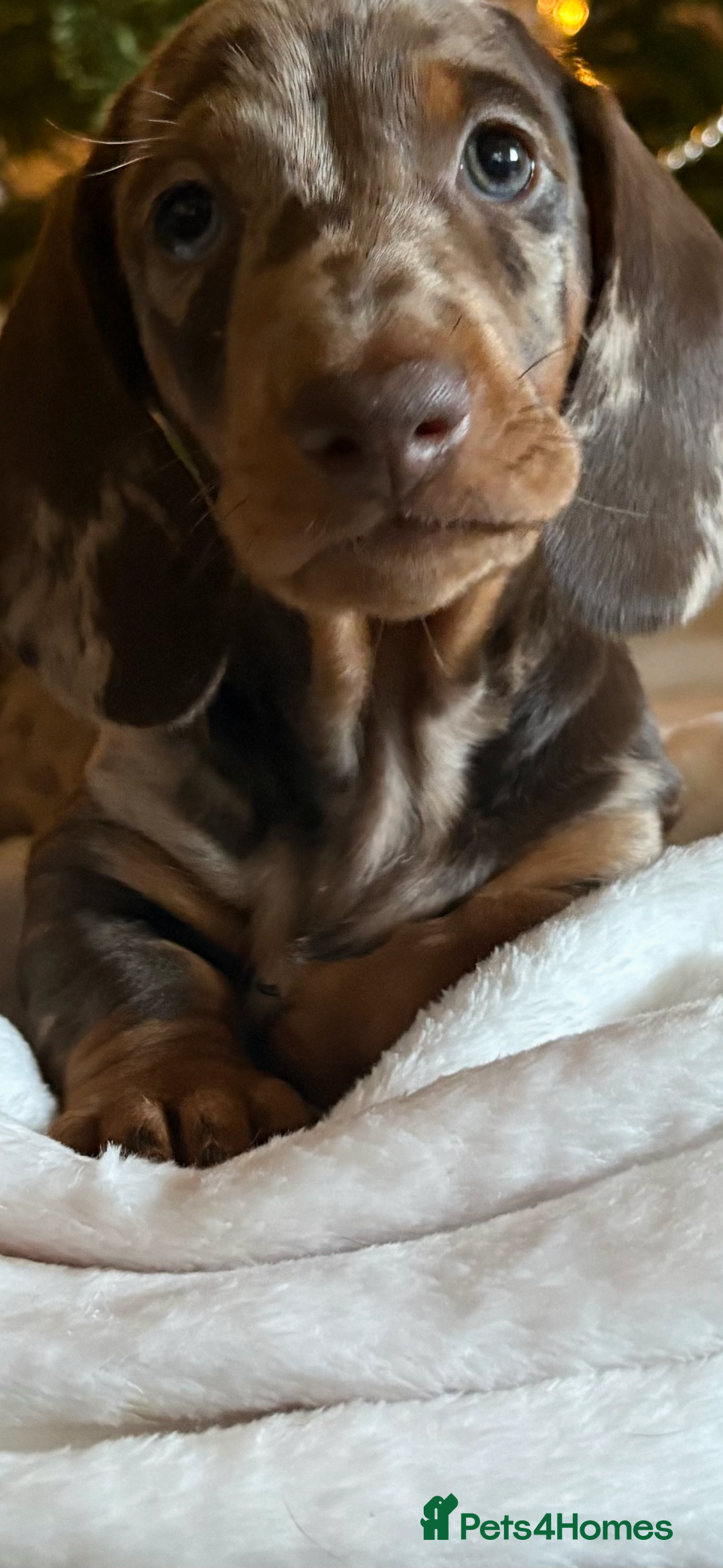 Dachshund dogs for sale: Standard dachshund puppies - Advert 7