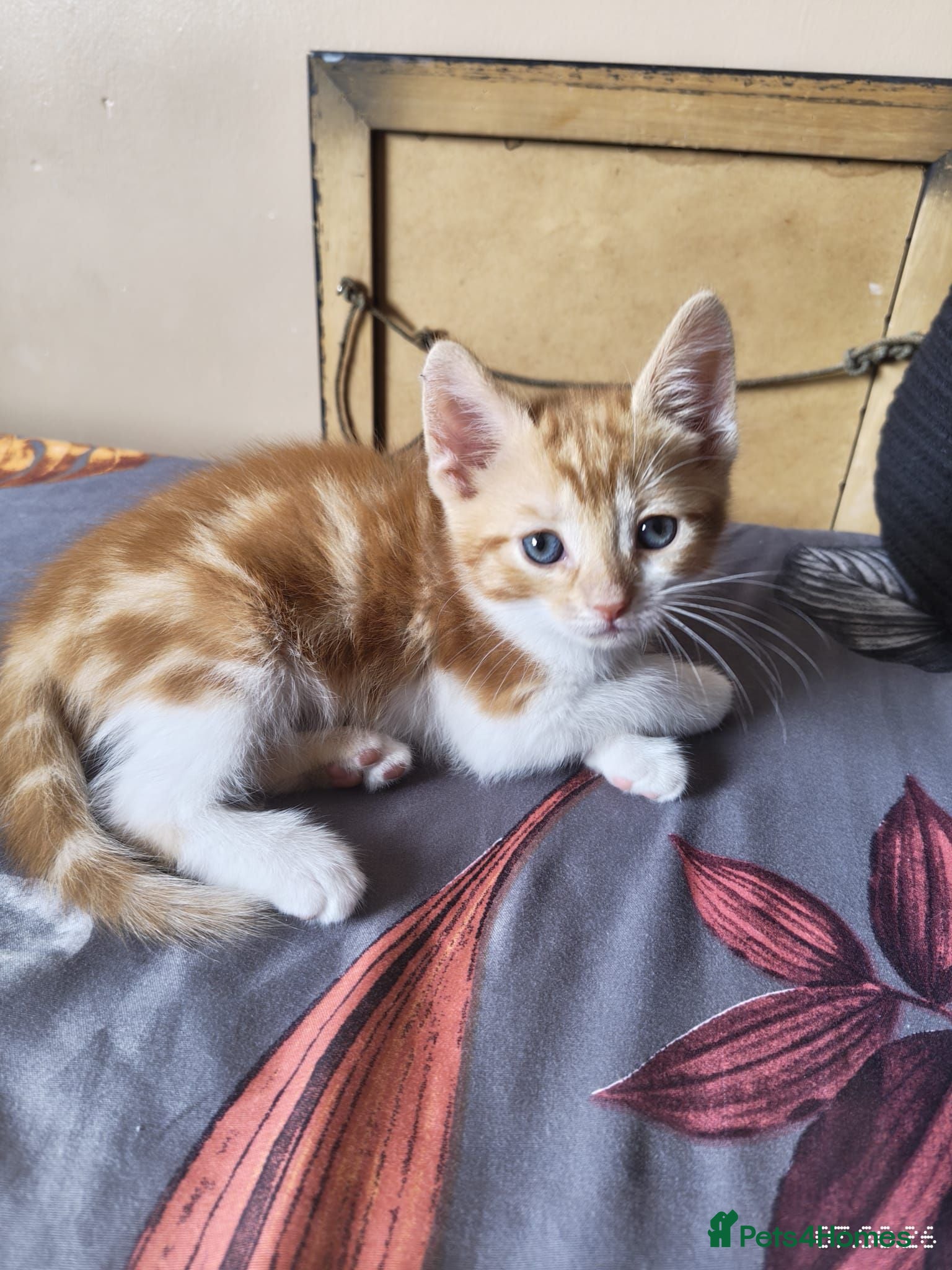 Mixed Breed cats 4 Well Trained & Healthy Kittens For New Home - Advert 3