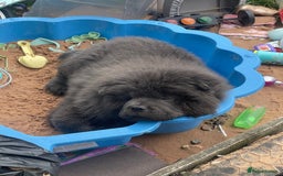 Chow Chow dogs for sale: 4 month old male Chow Chow  - Image 4