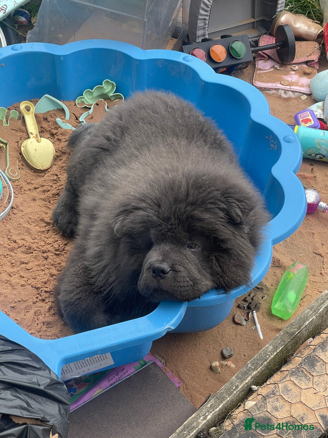 Chow Chow dogs for sale: 4 month old male Chow Chow  - Image 4