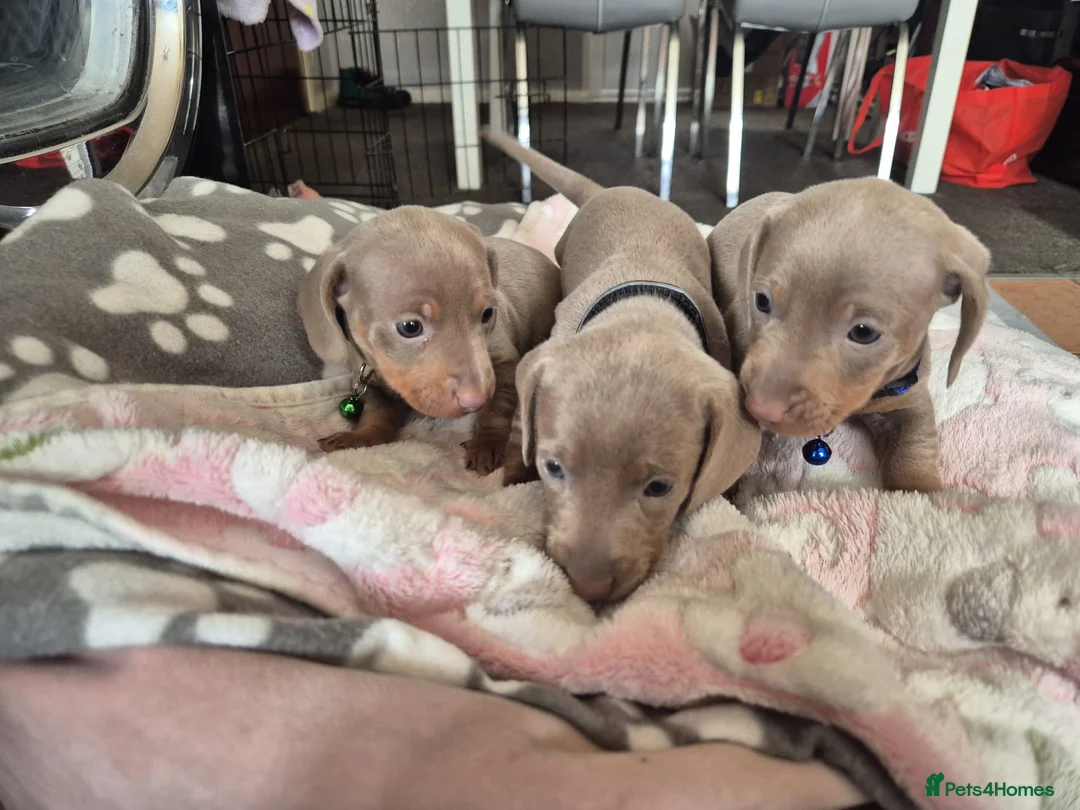 Dachshund dogs for sale: Cute puppies in Birmingham - Advert 2