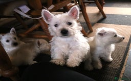 West Highland Terrier dogs for sale: West Highland Terrier (Westie) Puppies for Sale - Image 7