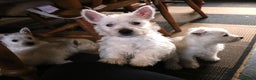 West Highland Terrier dogs for sale:  West Highland Terrier (Westie) Puppies for Sale - Advert 7