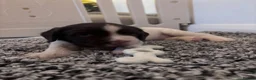 English Springer Spaniel dogs for sale: English Springer Spaniel Pups - Advert 4