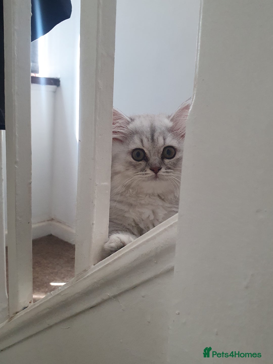 British Shorthair cats for sale: 2 British short hair & 1 long haired kittens - Image 20