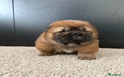 Chow Chow dogs for sale: Beautiful Male Chow Chow Puppy - Image 3
