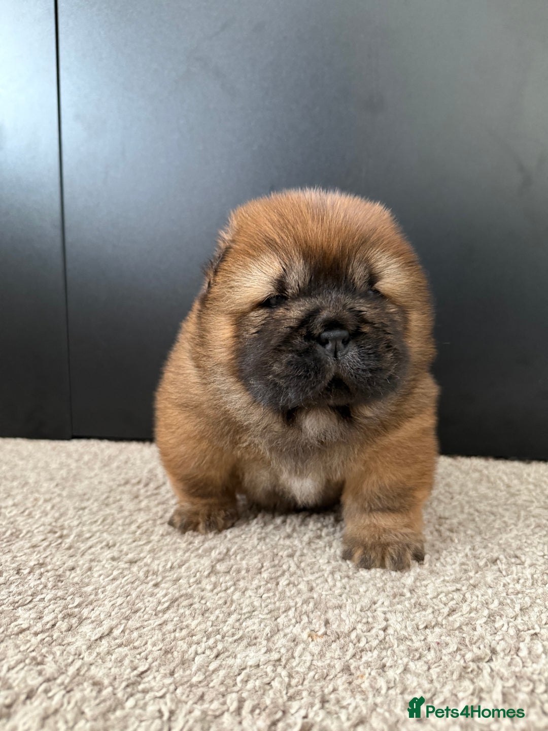 Chow Chow dogs for sale: Beautiful Male Chow Chow Puppy - Image 3